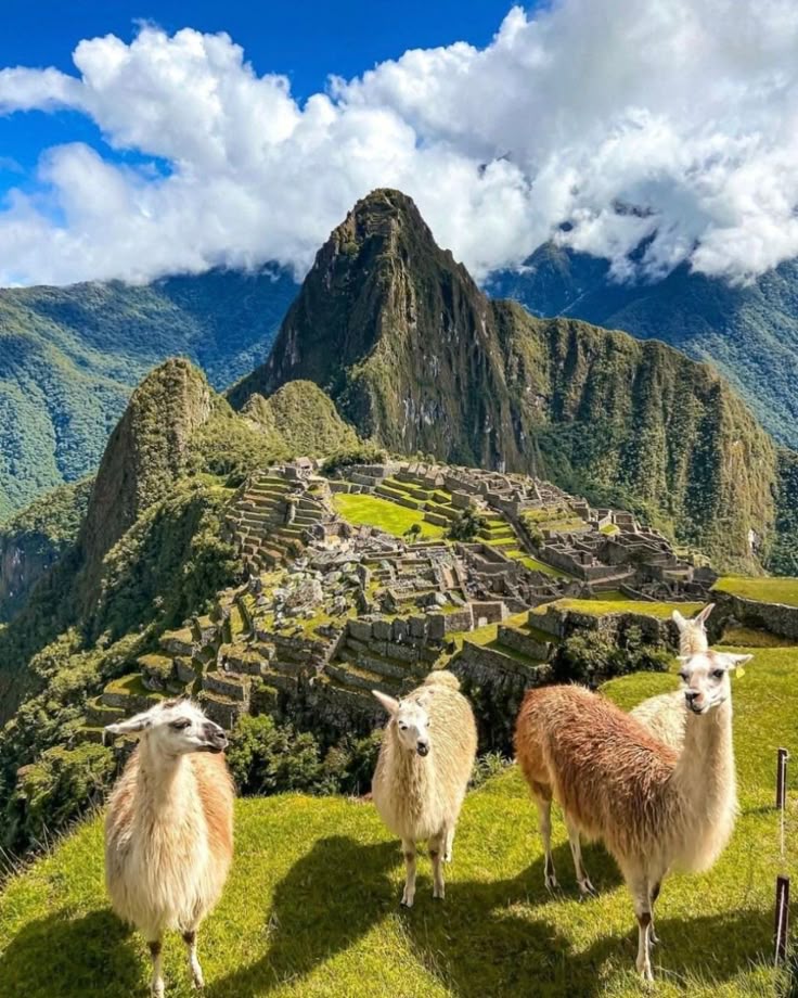Llamas grazing on the terraces of Machu Picchu with Huayna Picchu behind